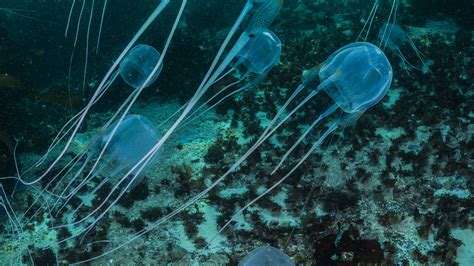 jelly box fish|Why Are Box Jellyfish So Deadly.